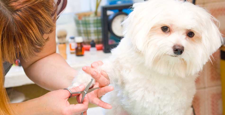 Pet Grooming, Boarding and Adoption in Astoria Queens, NY