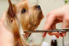 Basic Pet Grooming Package Service